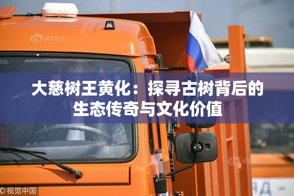 大慈树王黄化：探寻古树背后的生态传奇与文化价值