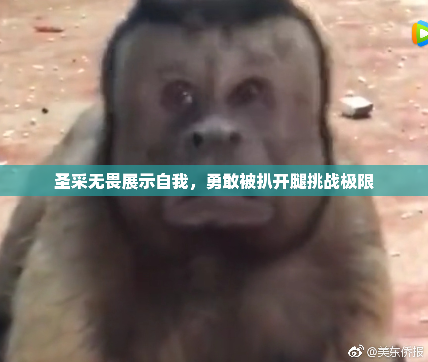 圣采无畏展示自我，勇敢被扒开腿挑战极限