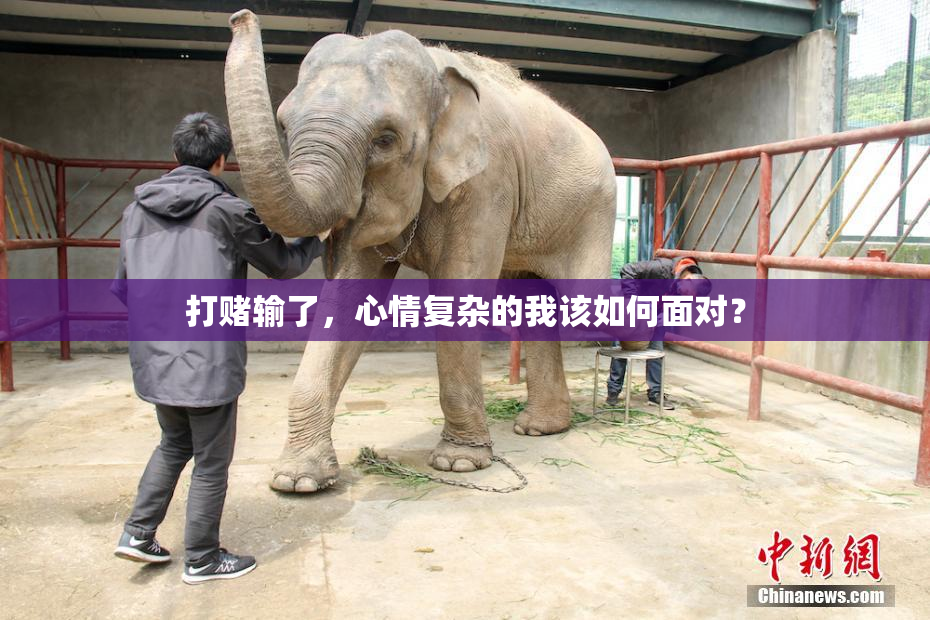 打赌输了，心情复杂的我该如何面对？