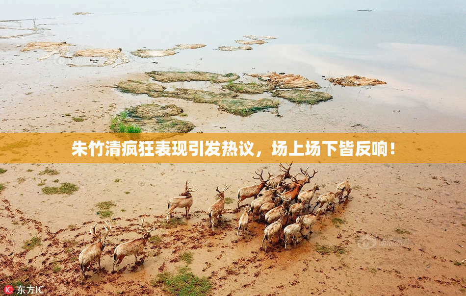 朱竹清疯狂表现引发热议，场上场下皆反响！