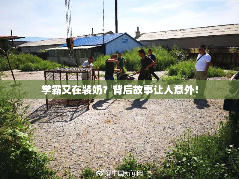 学霸又在装奶？背后故事让人意外！