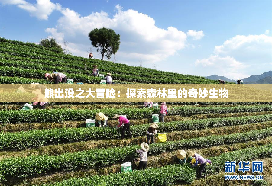 熊出没之大冒险：探索森林里的奇妙生物