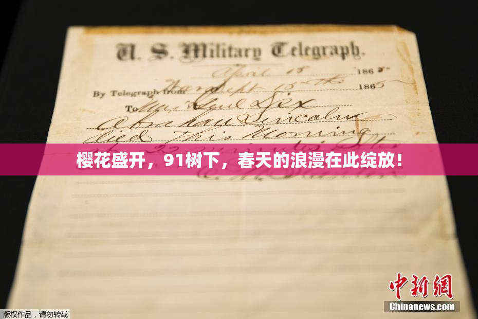 樱花盛开，91树下，春天的浪漫在此绽放！