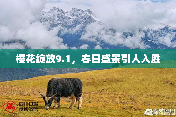 樱花绽放9.1，春日盛景引人入胜