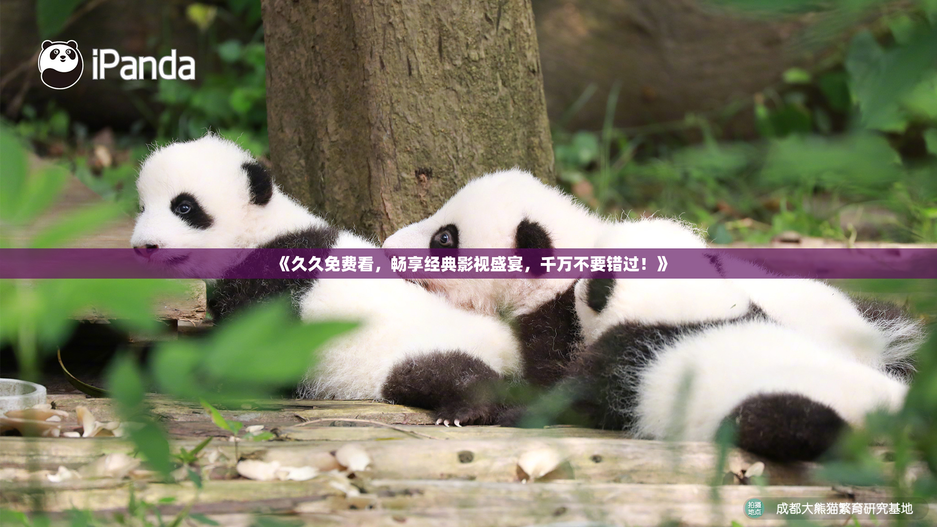 《久久免费看，畅享经典影视盛宴，千万不要错过！》