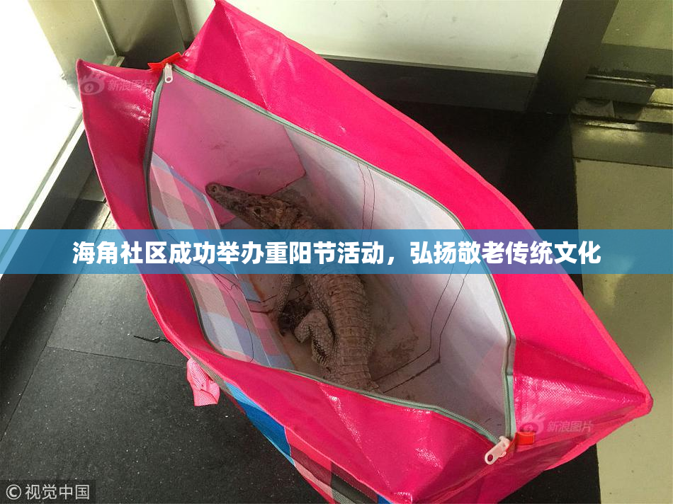 海角社区成功举办重阳节活动，弘扬敬老传统文化