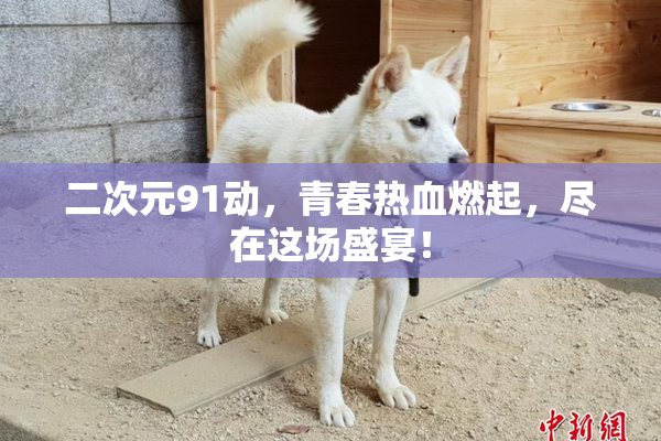 二次元91动，青春热血燃起，尽在这场盛宴！