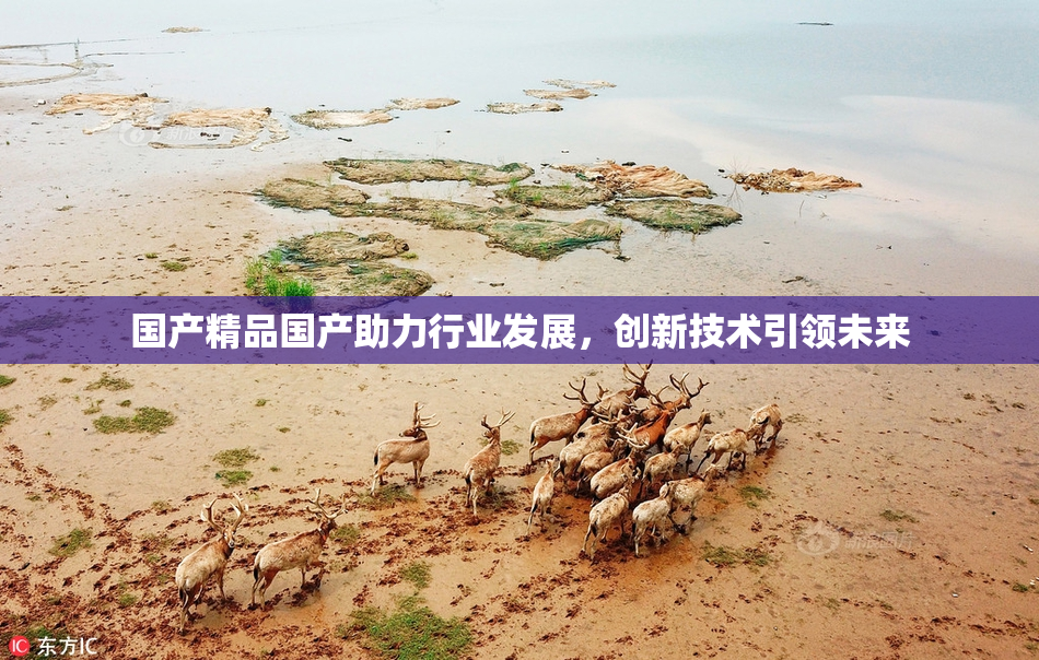 国产精品国产助力行业发展，创新技术引领未来