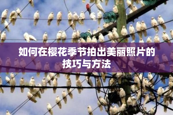 如何在樱花季节拍出美丽照片的技巧与方法