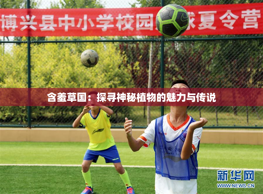 含羞草国：探寻神秘植物的魅力与传说