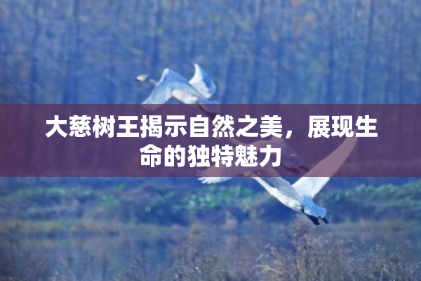 大慈树王揭示自然之美，展现生命的独特魅力