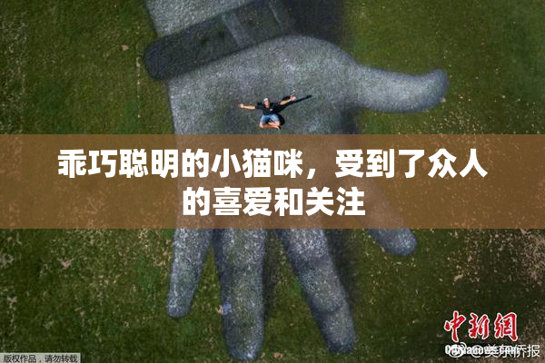 乖巧聪明的小猫咪，受到了众人的喜爱和关注
