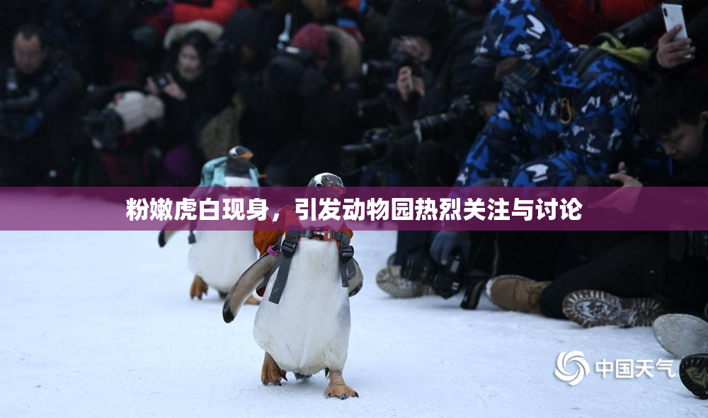 粉嫩虎白现身，引发动物园热烈关注与讨论