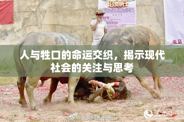 人与牲口的命运交织，揭示现代社会的关注与思考