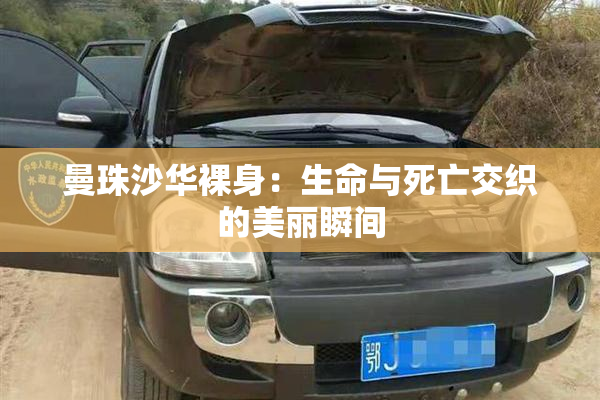 曼珠沙华裸身：生命与死亡交织的美丽瞬间