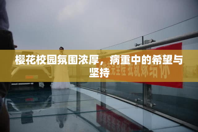 樱花校园氛围浓厚，病重中的希望与坚持