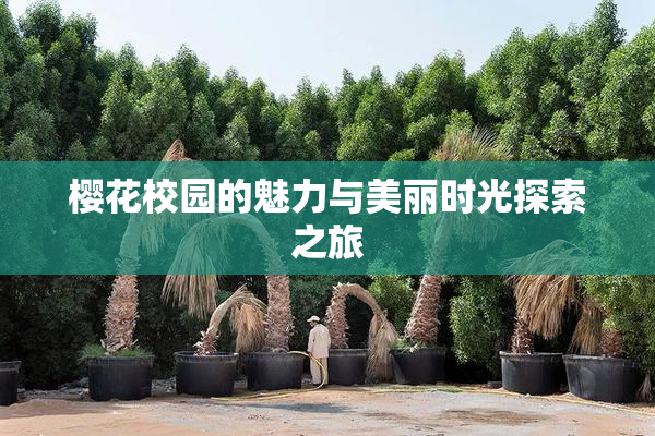 樱花校园的魅力与美丽时光探索之旅