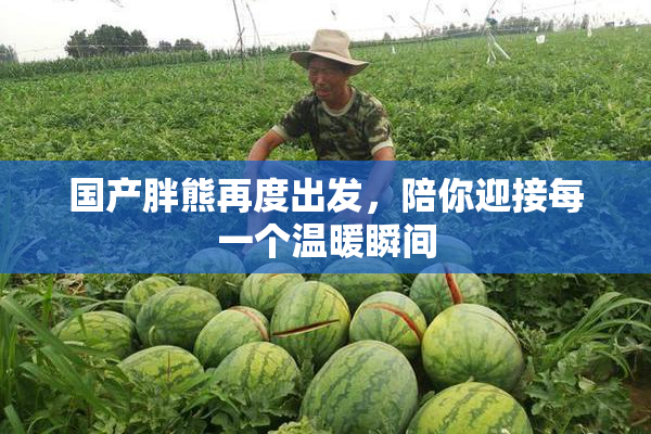国产胖熊再度出发，陪你迎接每一个温暖瞬间