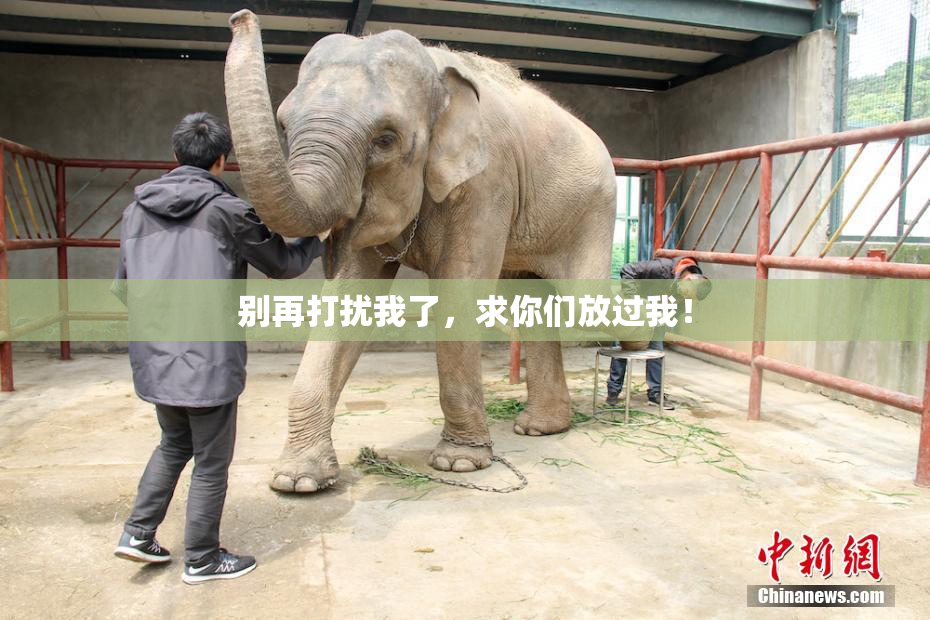 别再打扰我了，求你们放过我！