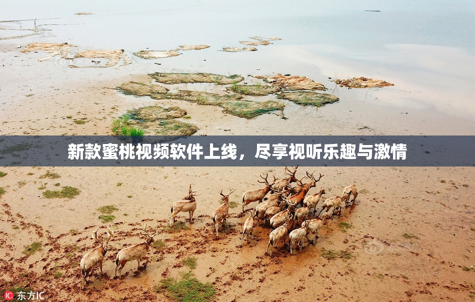 新款蜜桃视频软件上线，尽享视听乐趣与激情