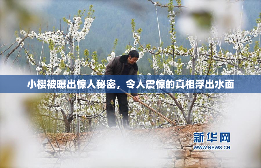 小樱被曝出惊人秘密，令人震惊的真相浮出水面