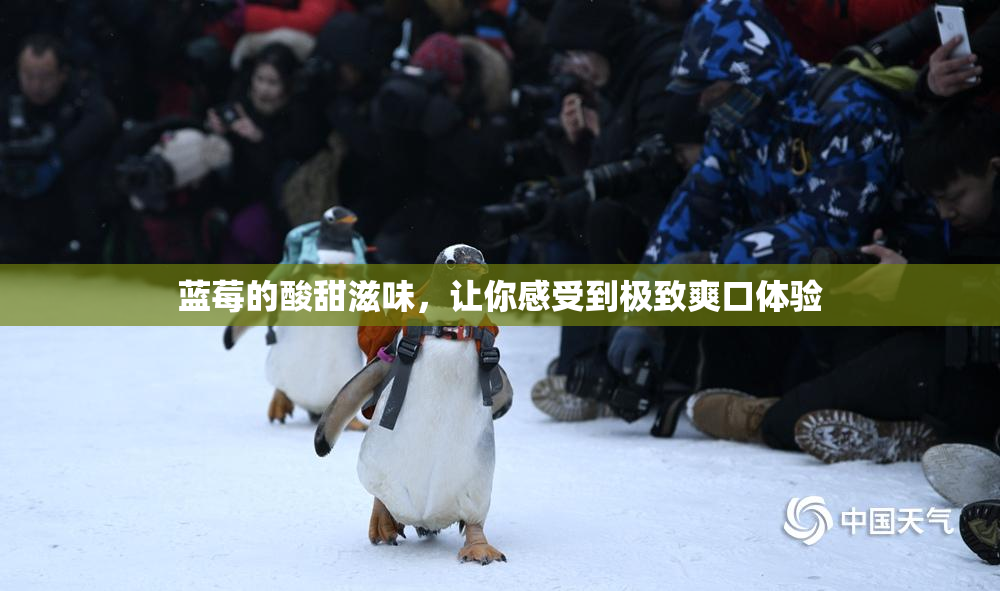 蓝莓的酸甜滋味，让你感受到极致爽口体验