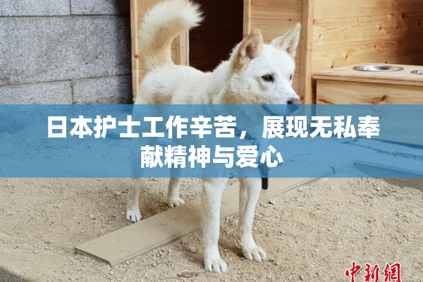 日本护士工作辛苦，展现无私奉献精神与爱心