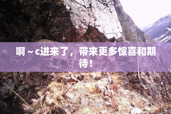 啊～c进来了，带来更多惊喜和期待！