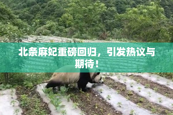 北条麻妃重磅回归，引发热议与期待！