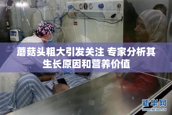 蘑菇头粗大引发关注 专家分析其生长原因和营养价值