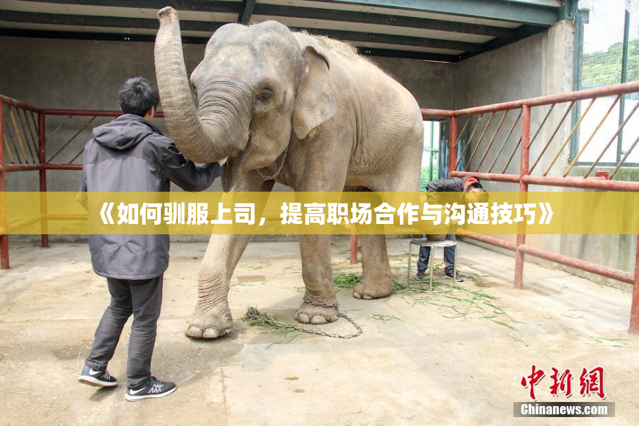 《如何驯服上司，提高职场合作与沟通技巧》