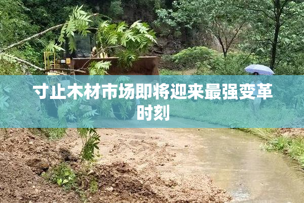 寸止木材市场即将迎来最强变革时刻