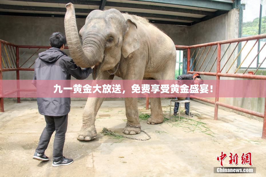 九一黄金大放送，免费享受黄金盛宴！