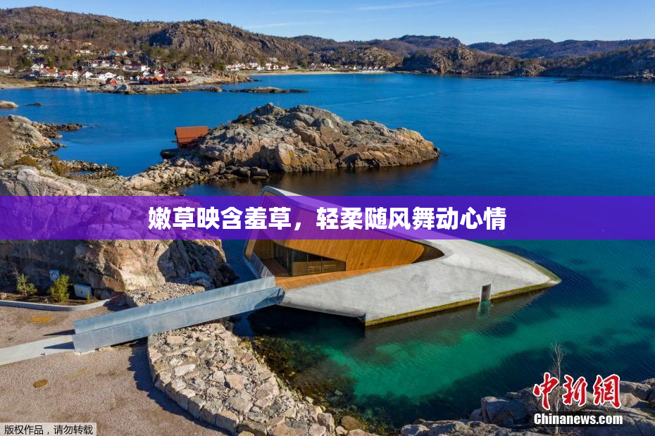 嫩草映含羞草，轻柔随风舞动心情