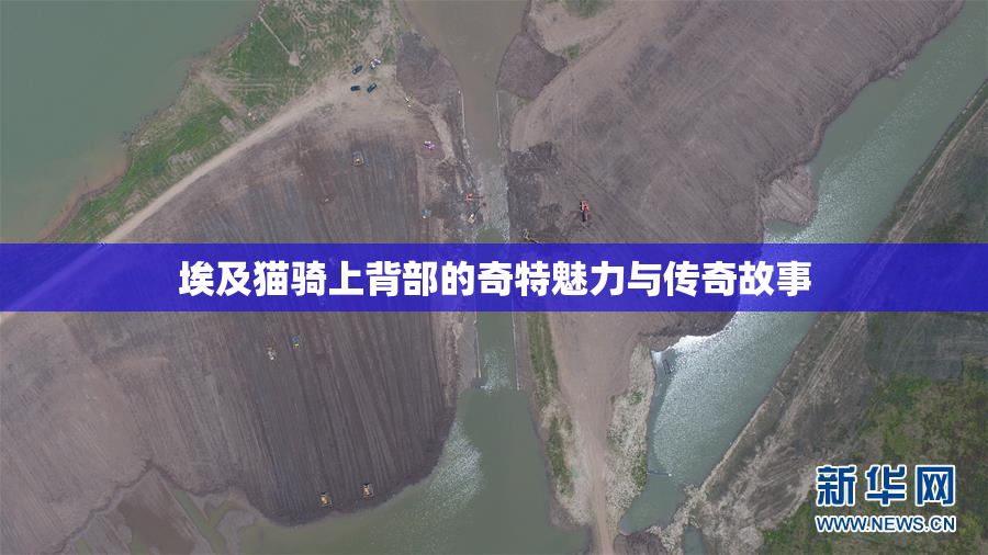 埃及猫骑上背部的奇特魅力与传奇故事
