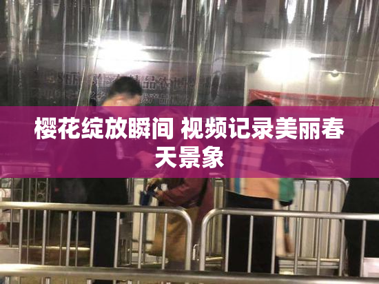 樱花绽放瞬间 视频记录美丽春天景象