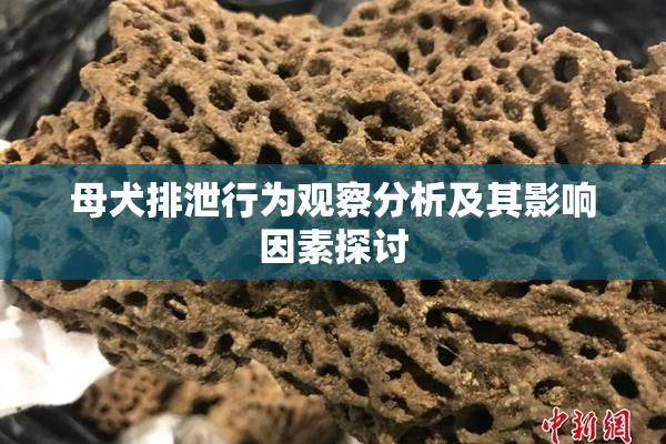 母犬排泄行为观察分析及其影响因素探讨