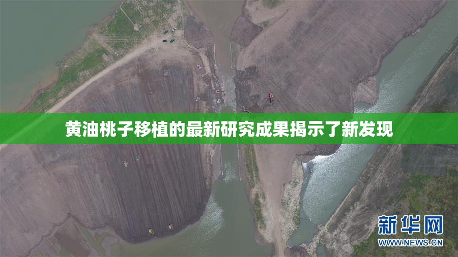 黄油桃子移植的最新研究成果揭示了新发现