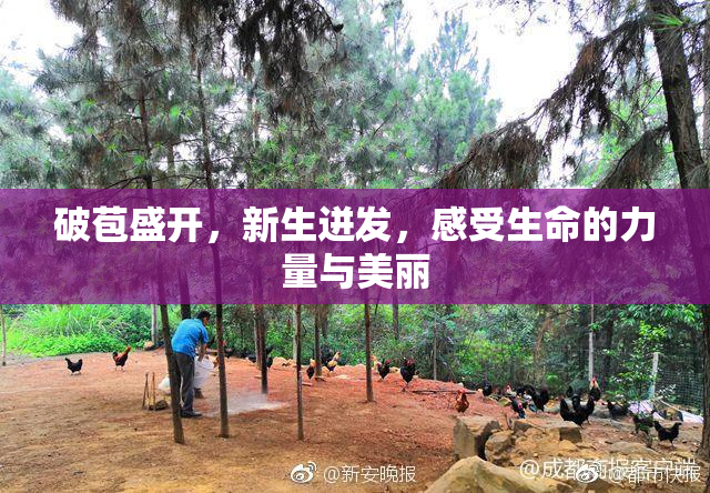 破苞盛开，新生迸发，感受生命的力量与美丽