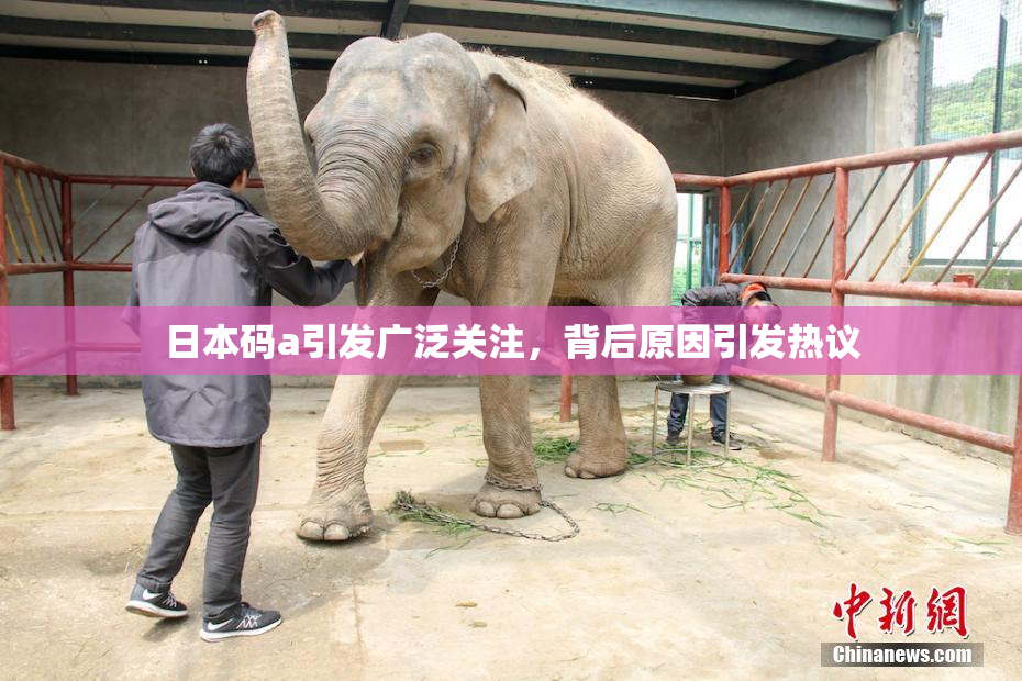 日本码a引发广泛关注，背后原因引发热议