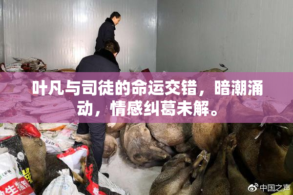 叶凡与司徒的命运交错，暗潮涌动，情感纠葛未解。