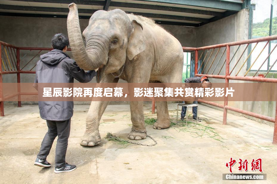 星辰影院再度启幕，影迷聚集共赏精彩影片