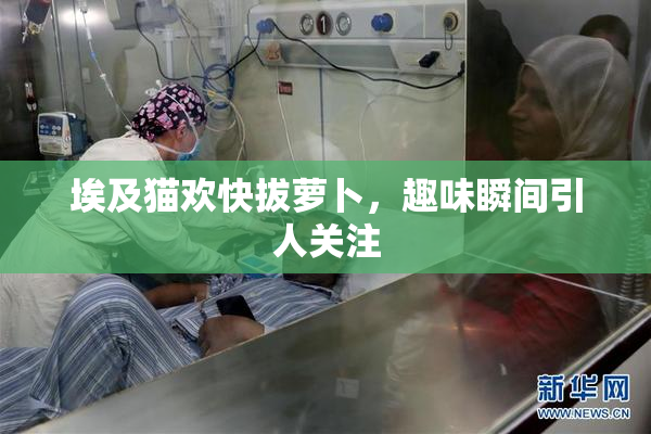 埃及猫欢快拔萝卜，趣味瞬间引人关注
