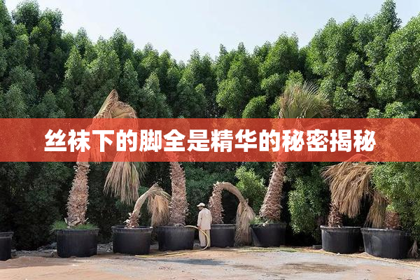 丝袜下的脚全是精华的秘密揭秘