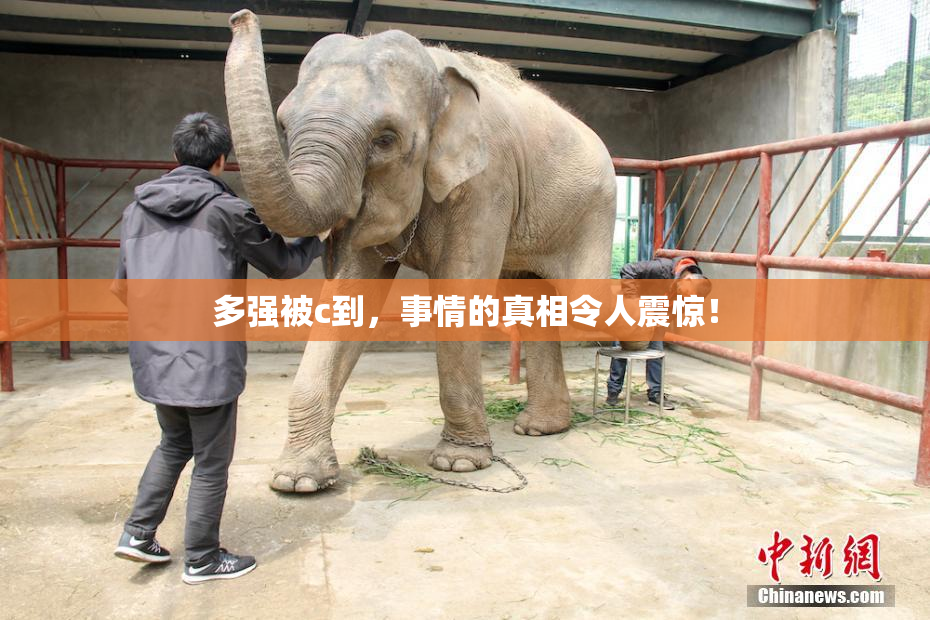多强被c到，事情的真相令人震惊！