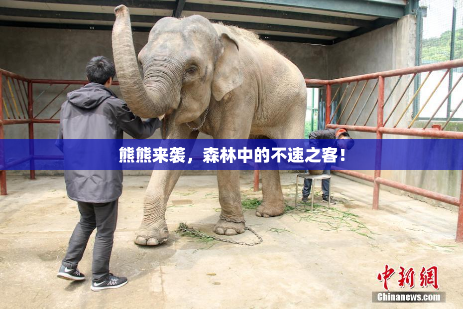 熊熊来袭，森林中的不速之客！