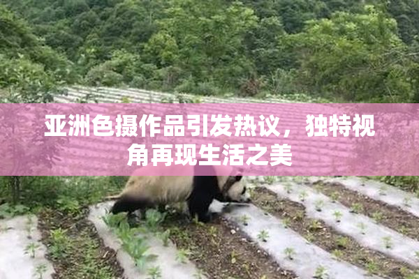 亚洲色摄作品引发热议，独特视角再现生活之美