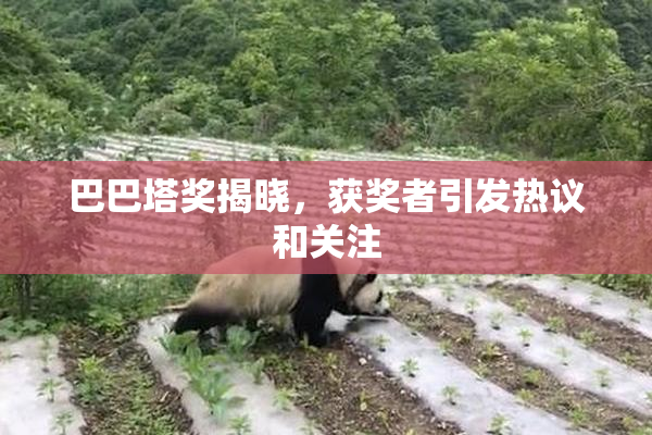 巴巴塔奖揭晓，获奖者引发热议和关注