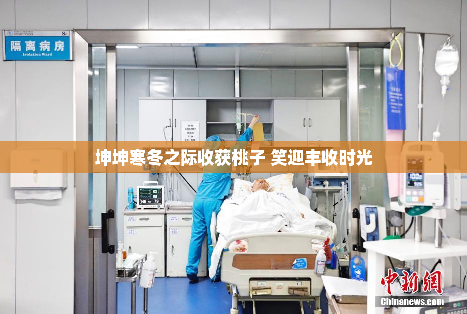 坤坤寒冬之际收获桃子 笑迎丰收时光