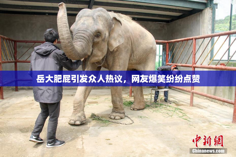 岳大肥屁引发众人热议，网友爆笑纷纷点赞